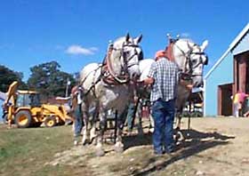 Union Fair Horses